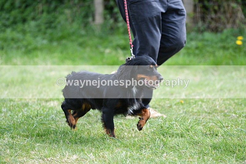 WJ5_9537 - Class 3 Most Handsome Dog