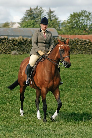 1 - Equestrian Photography