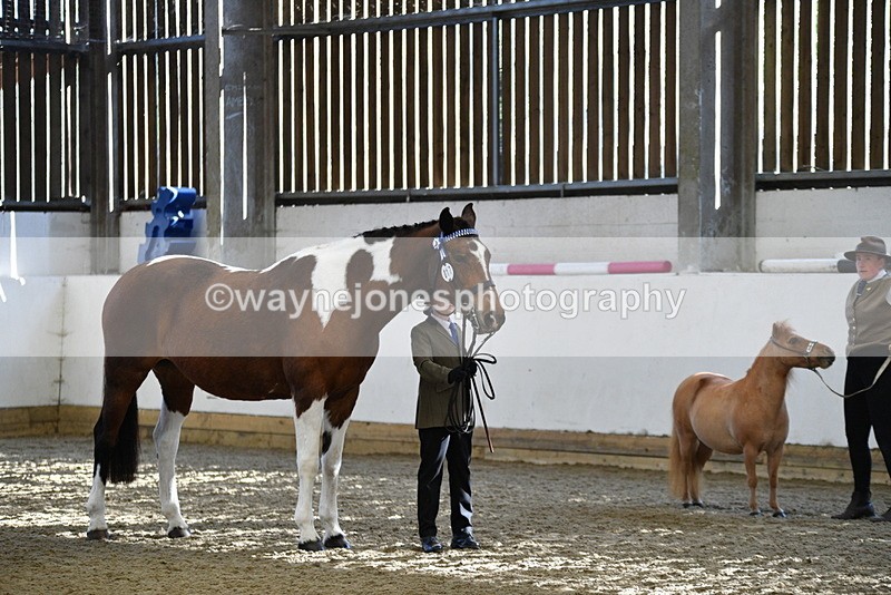 WJ5_3907 - Class 5 In Hand Veterans
