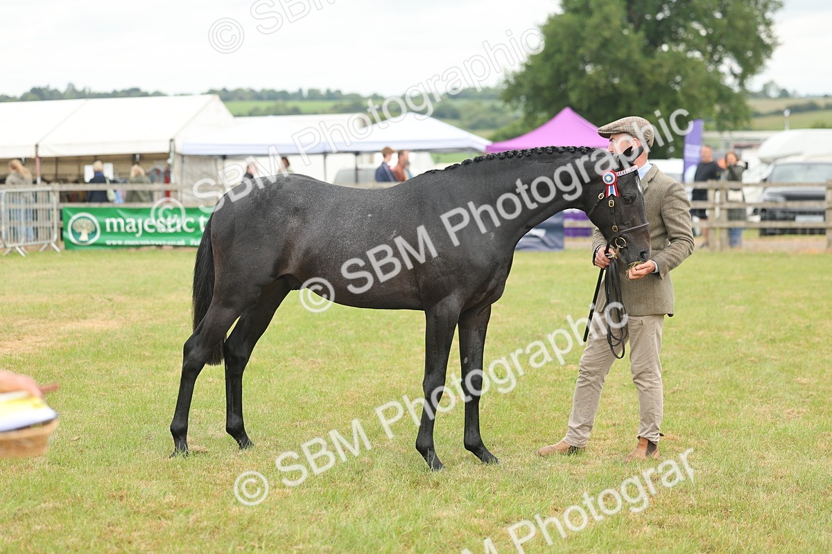 SBM_05477 - Class 68-73 - Riding Pony Breeding