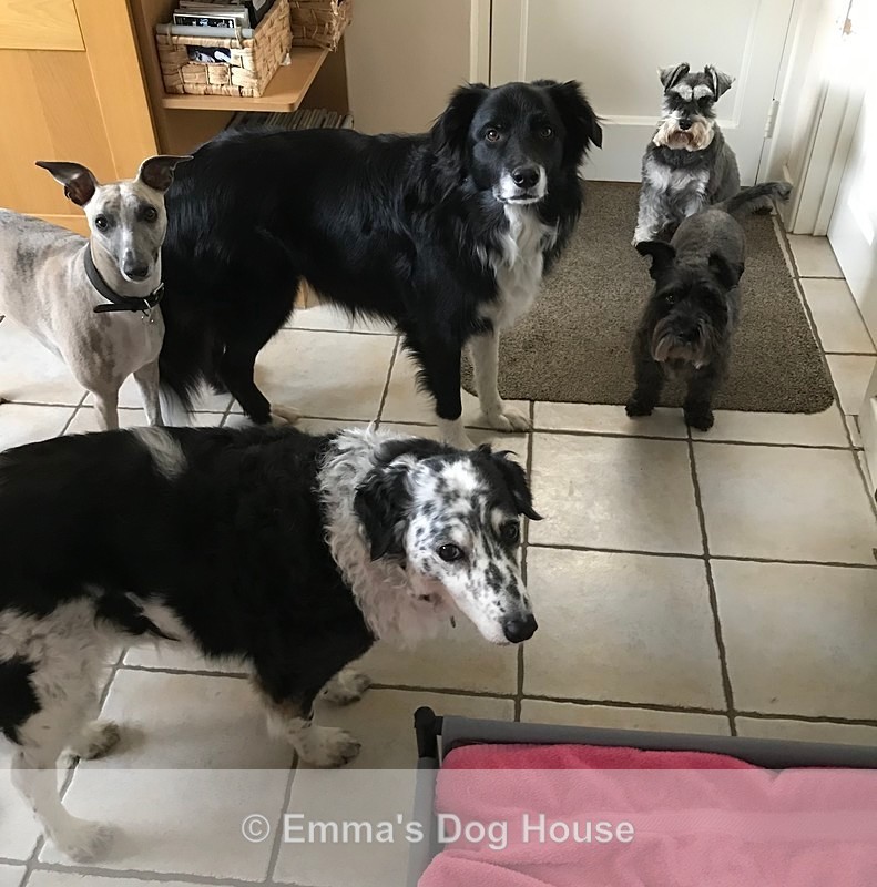  - Dogs
