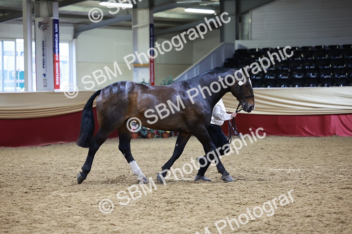 SBM_20471 - Class G - IH Large (over 148cm)Champ