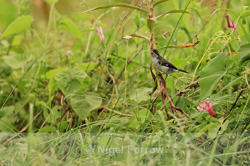 White-bellied Seedeater (male), Pantanal, Brazil - White-bellied Seedeater