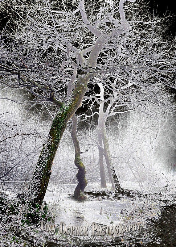 Solorised Photo of Leaning Trees by Frozen Pond. by Tina Dorner Photographer, Forest of Dean and Wye Valley, Gloucestershire