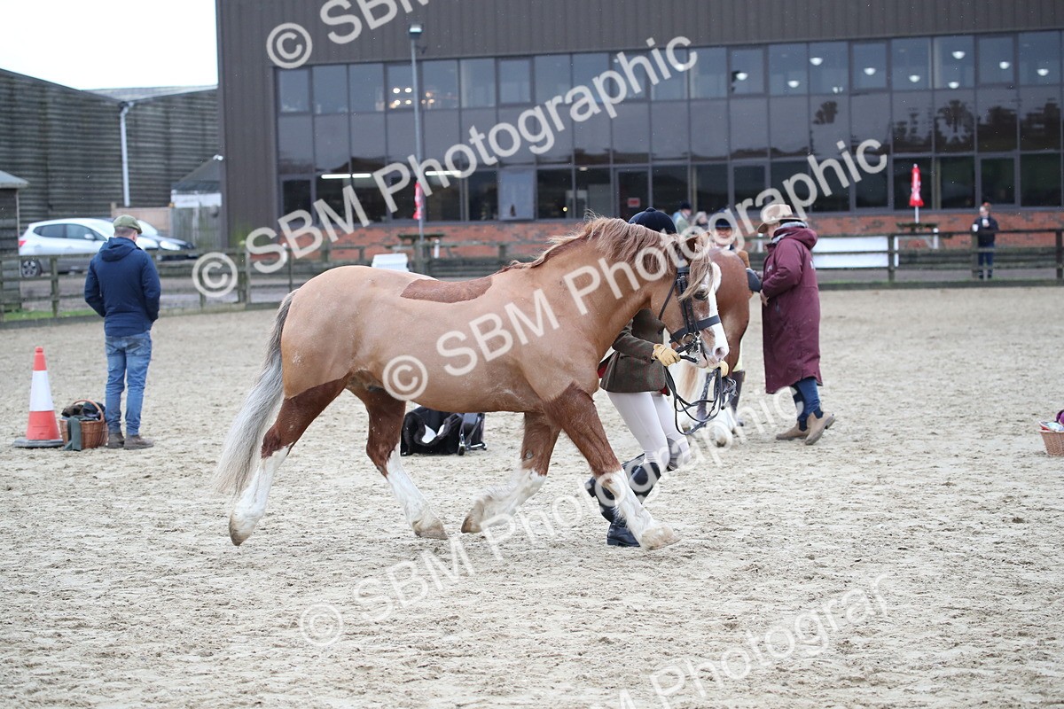 SBM_007274 - Class 10-13 - RIHS Small Large Breeds
