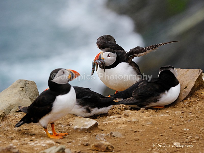  - Wildlife and Nature
