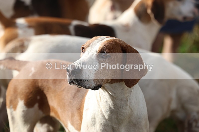 3E7A0540 - Four Burrow Opening Meet 2025