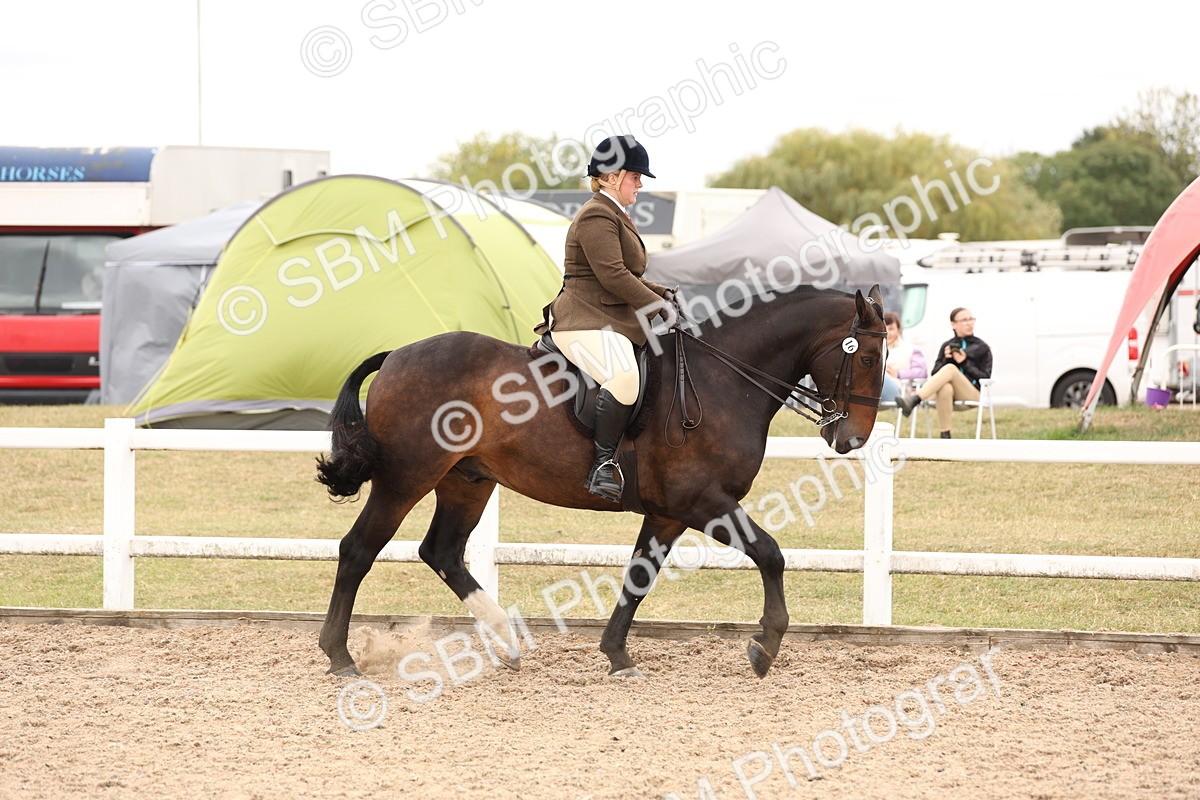 SBM_19490 - Class 215 - Ridden Show cob
