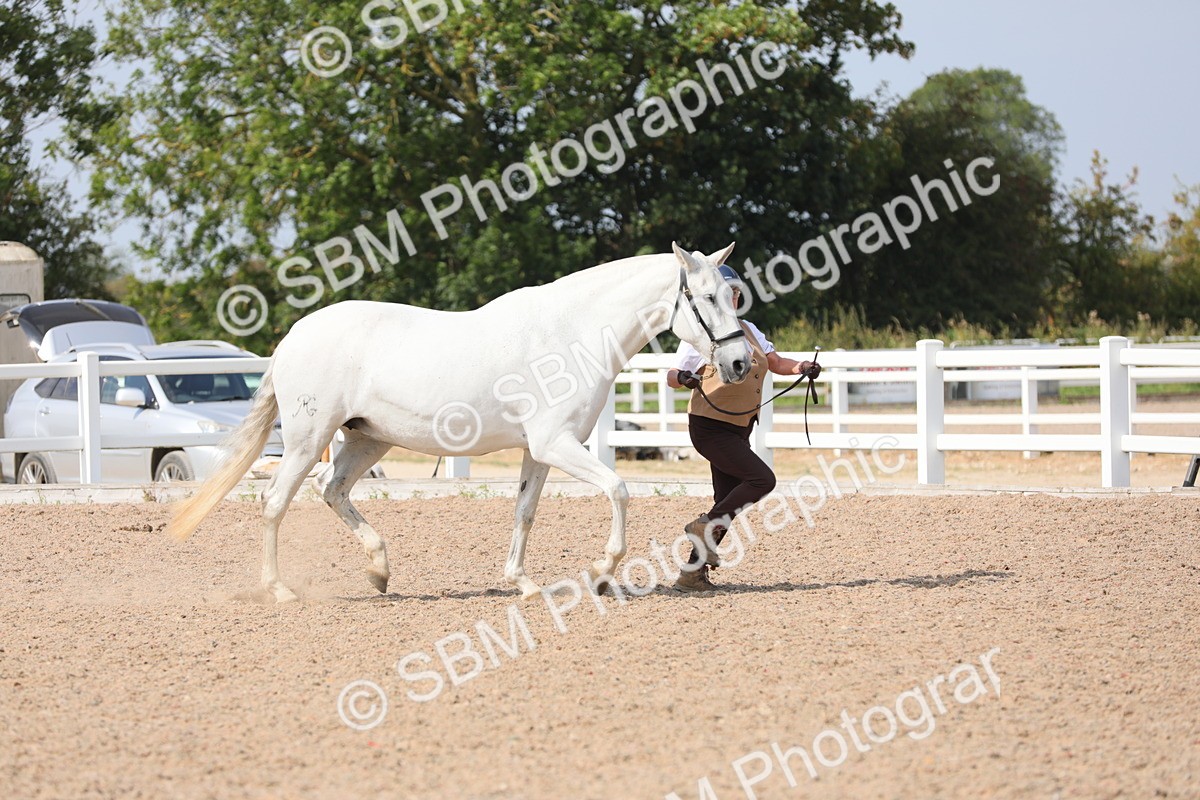 SBM_15721 - Class 312 IH Competition Horse/Pony
