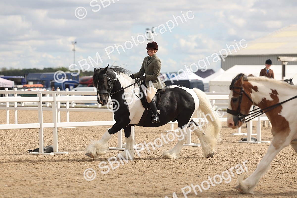 SBM_14775 - Class 308 - Ridden Coloured Horse