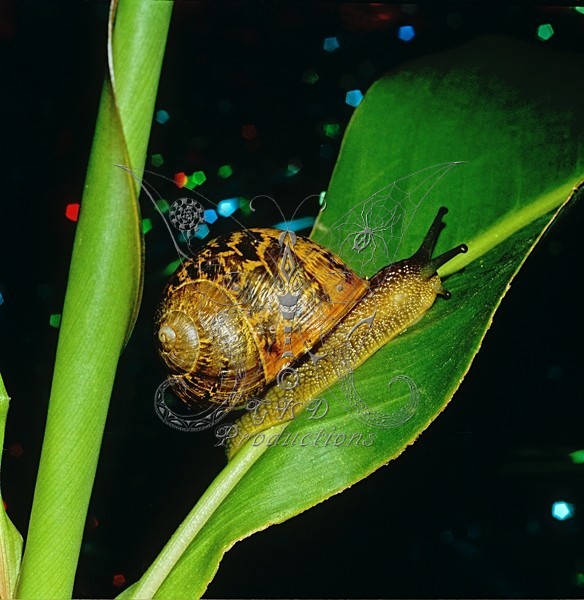 Common Land Snail - Helix espersa - ANIMALS