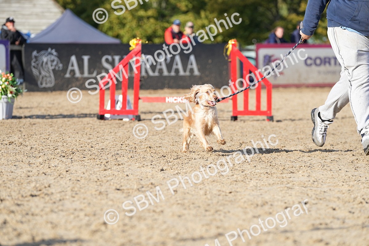 SBM_28986 - J43 - Horse & Hound Open 50cm