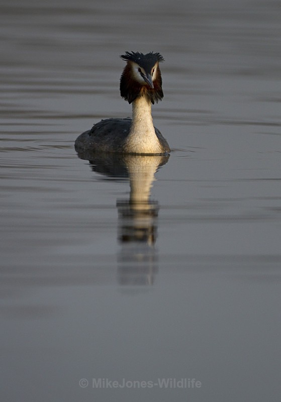 GREAT CRESTED GREBES ref Grebe 9 - GREAT CRESTED GREBES