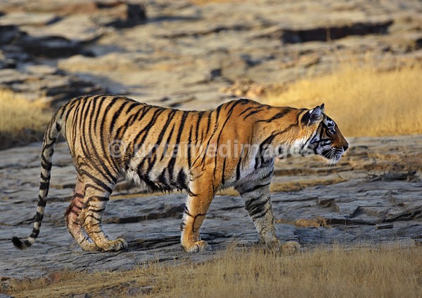 Royal bengal tiger - 7 - India