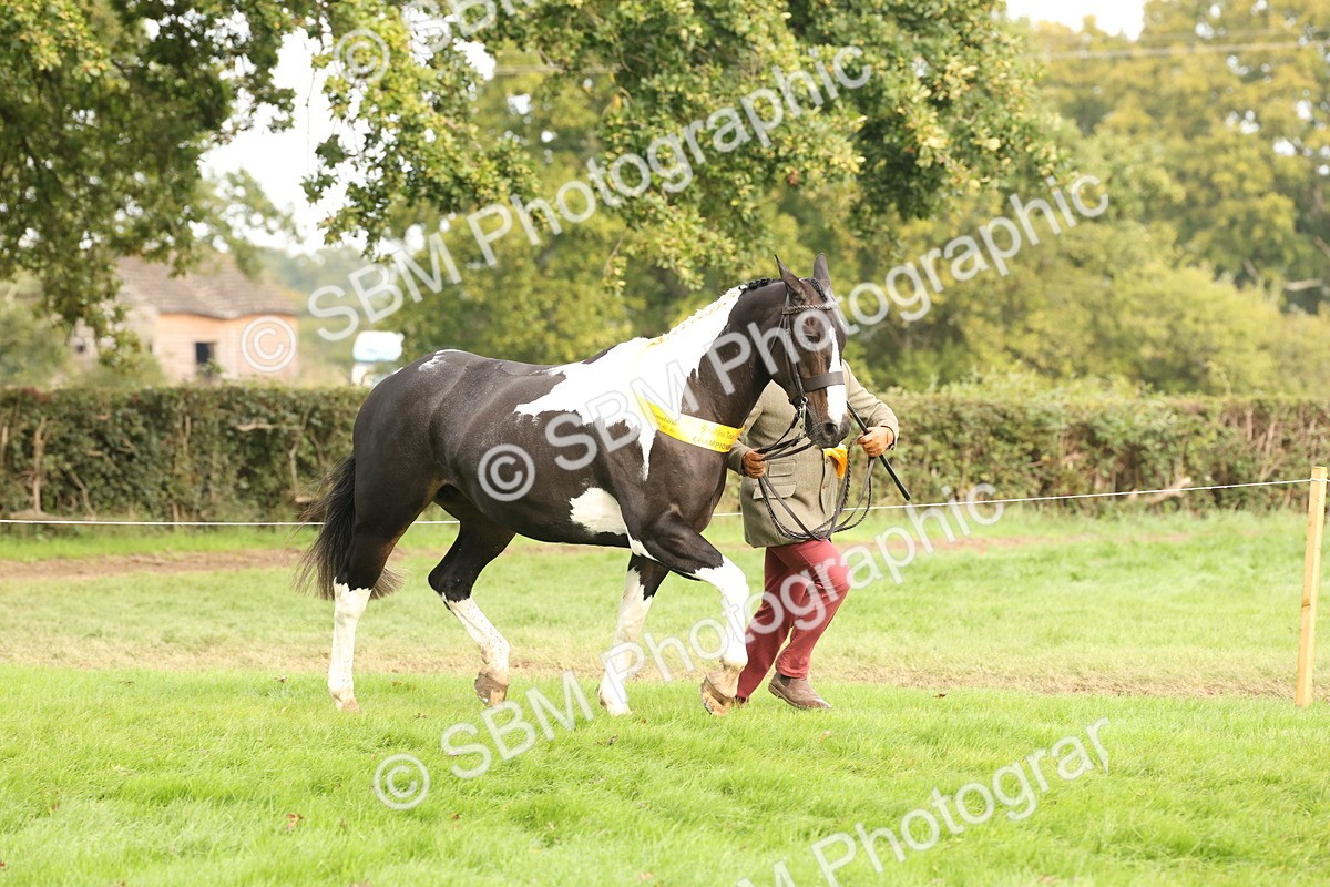 SBM_56833 - S54 - Piebald & Skewbald Horse In Hand