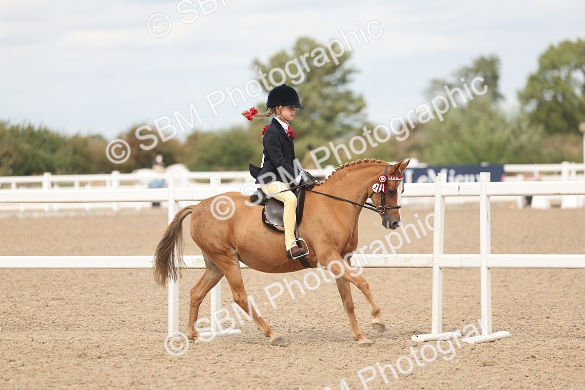 SBM_15985 - Class 311 - Ridden Show pony-Show hunter Pony