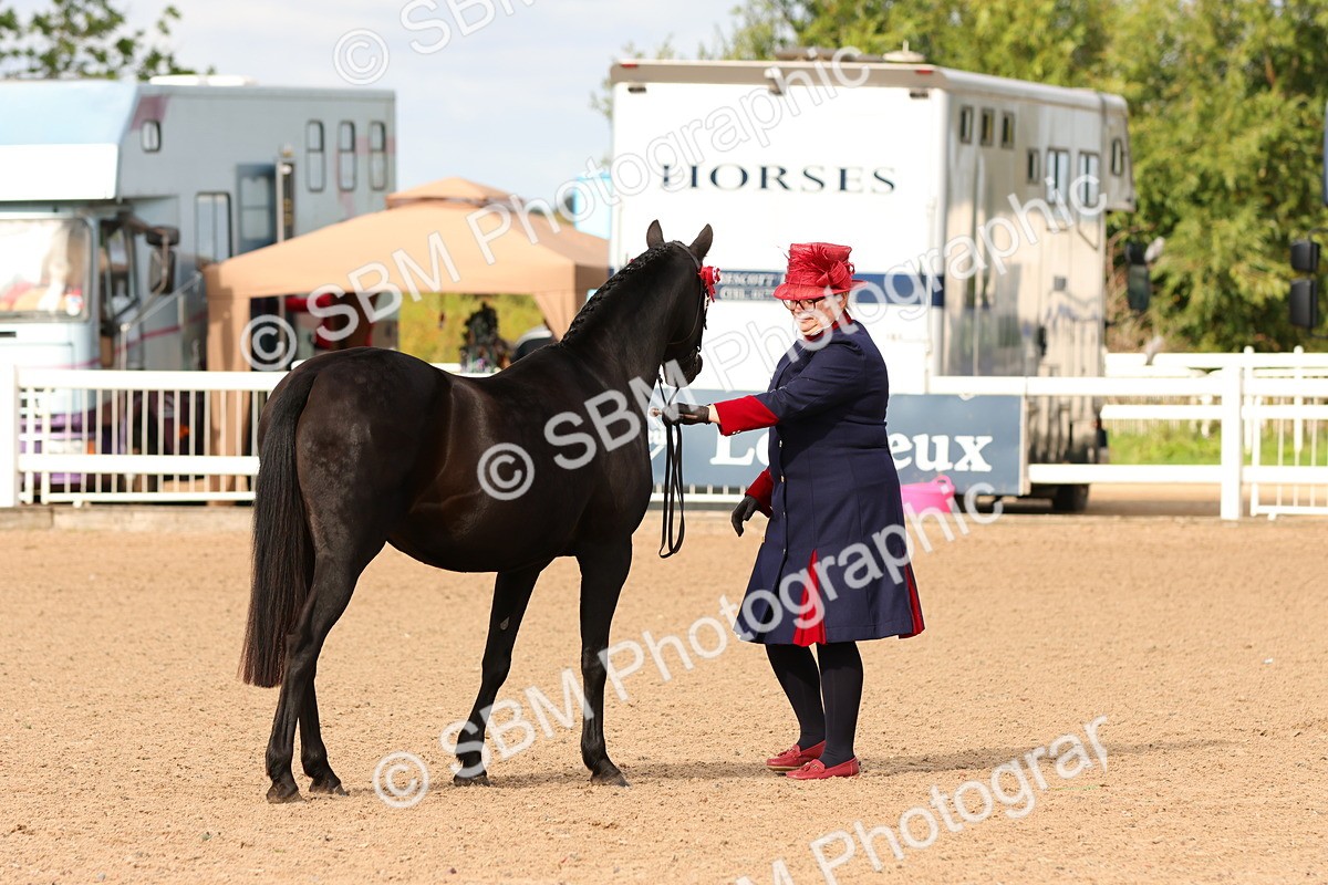SBM_10190 - Class 205 - IH Show Pony - Show Hunter Pony