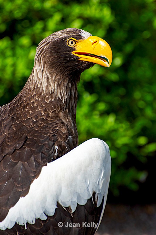 Stellar Sea Eagle - DSC_9783 - Birds