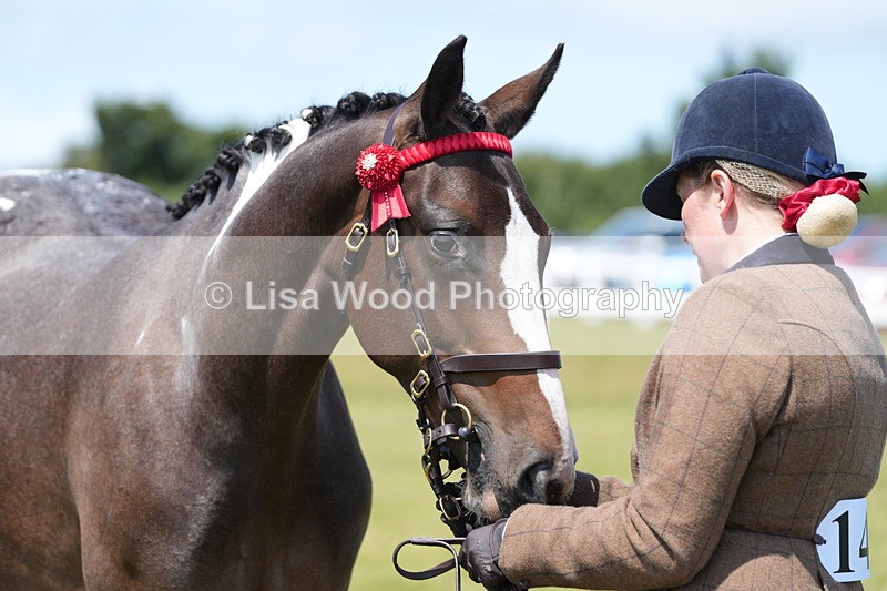 DSC06285 - Class 54: Hunter/Riding Horse/Hack 1 & 2 yr olds