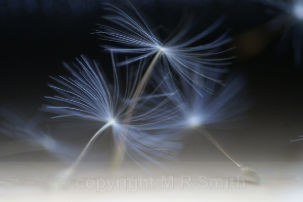 Seed Pose - MACRO & CLOSE UPS 2