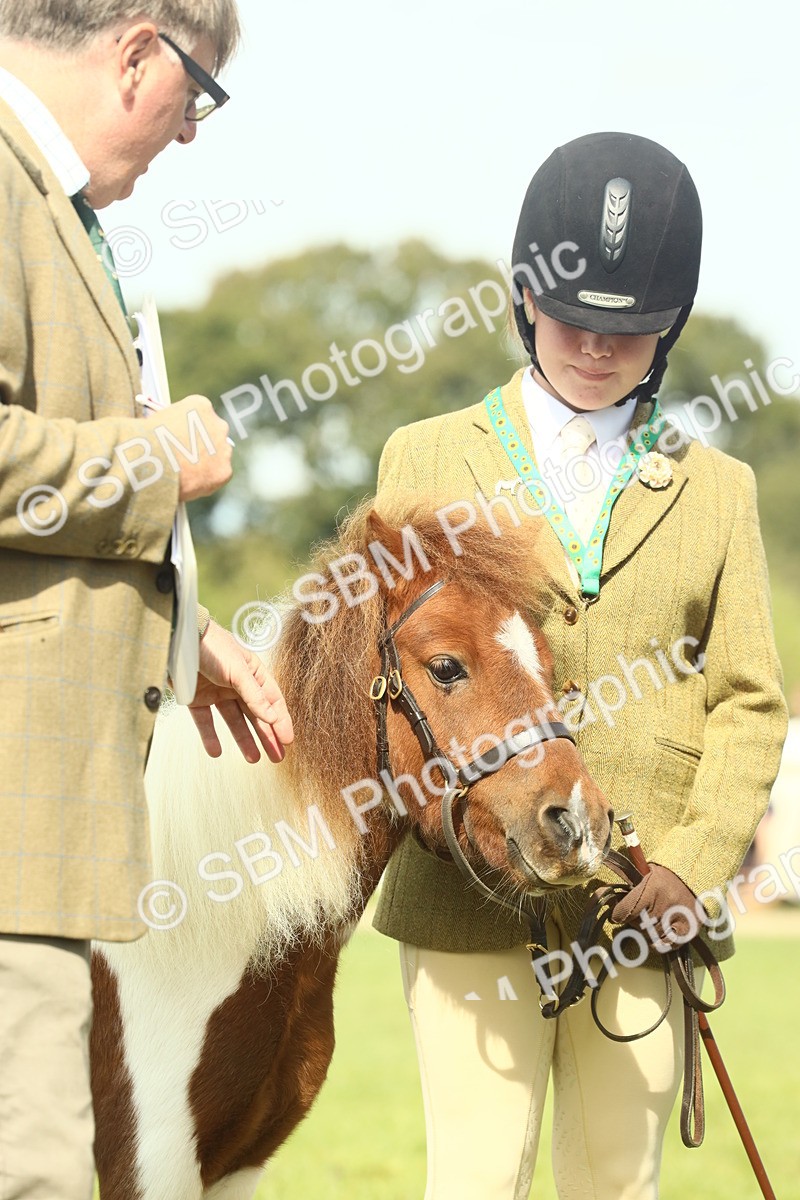 SBM_66570 - S34 - Rehabilitated Rescue Horse & Pony In Hand & Ridden