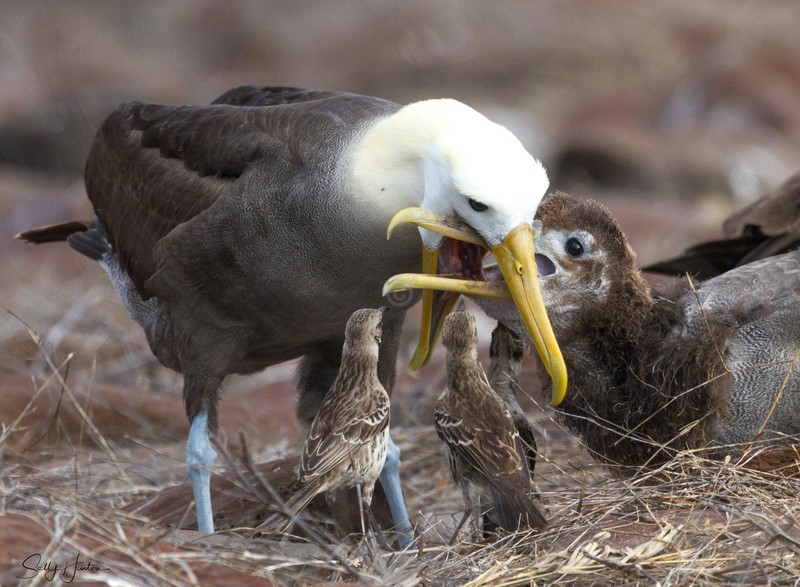 Waved Albatross Feeding Chick 1