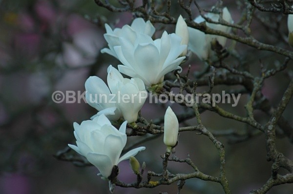  - Golden Gate Park Springtime