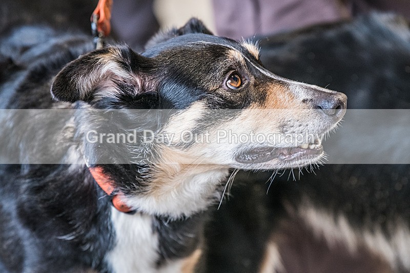 Clough Head-43 - Kong Running Clough Head Fell Race Saturday 7th February 2026