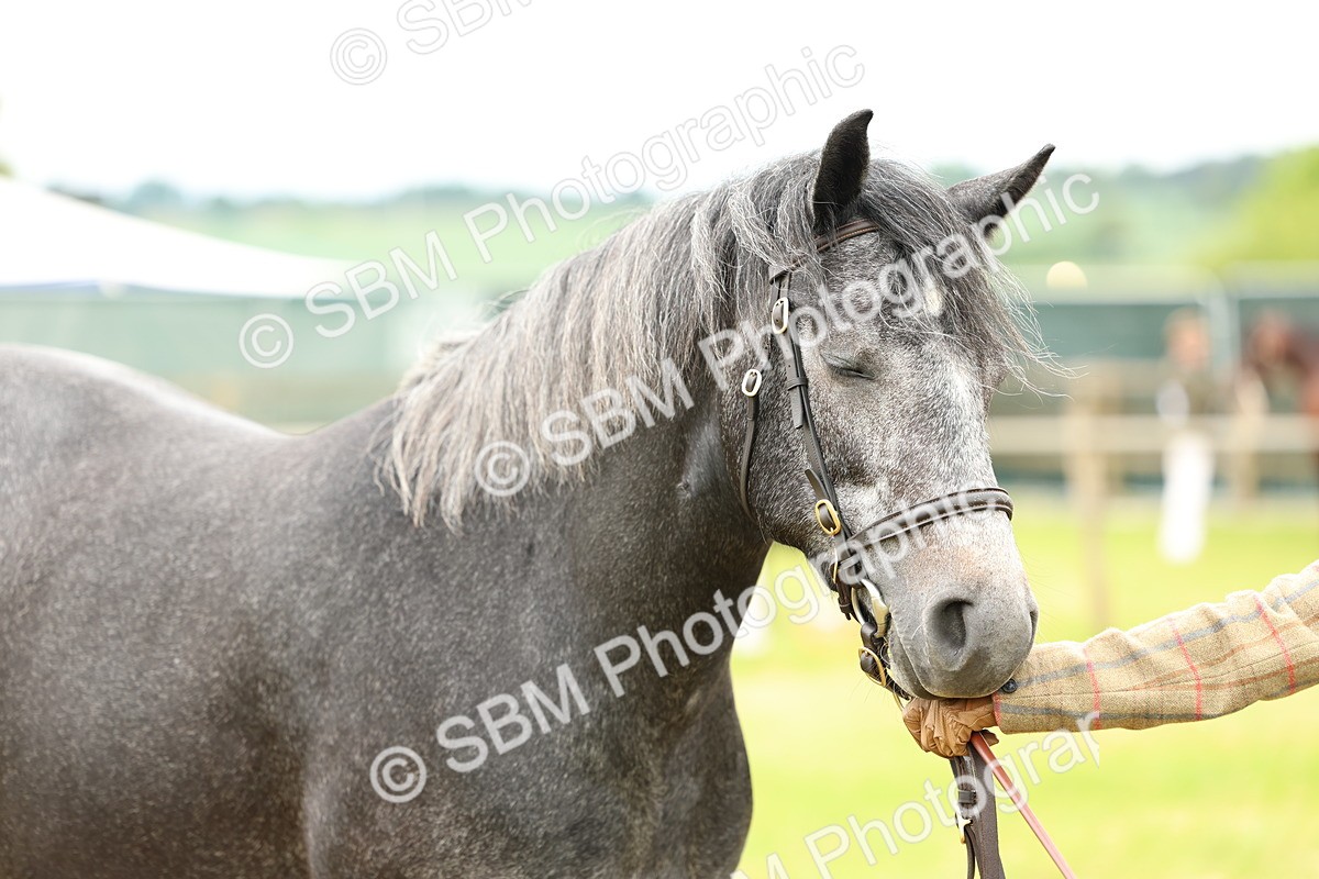 SBM_04095 - Class 64-67 - Shetland Pony In Hand
