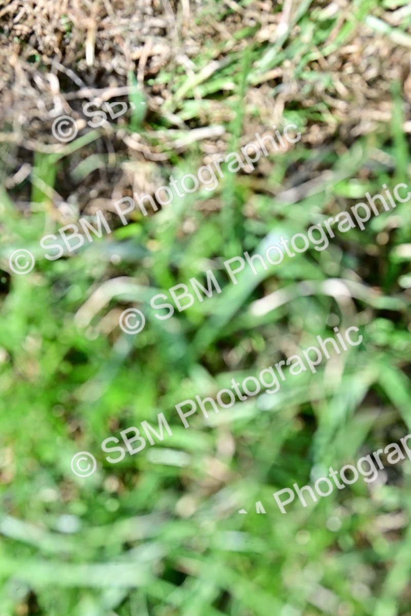 SBM_09461 - Class 63-65 - Traditional Gypsy Cobs In Hand & Ridden