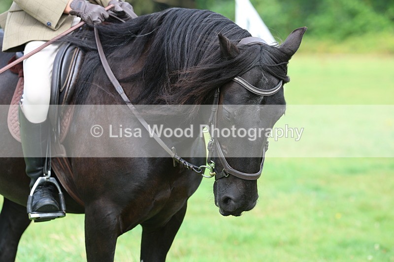 3E7A5904 - Class 26 and 27: 70cm Working Hunter