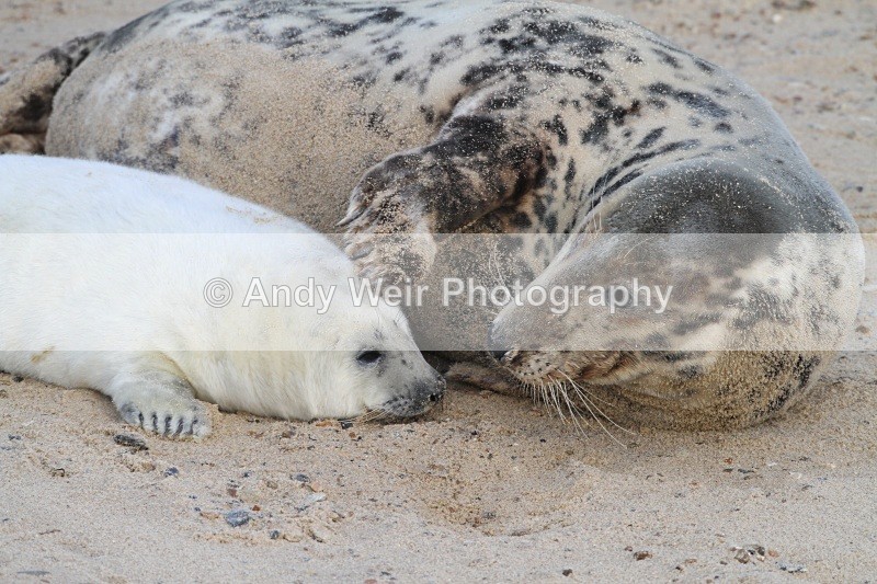 20101128-3730 - Grey Seal