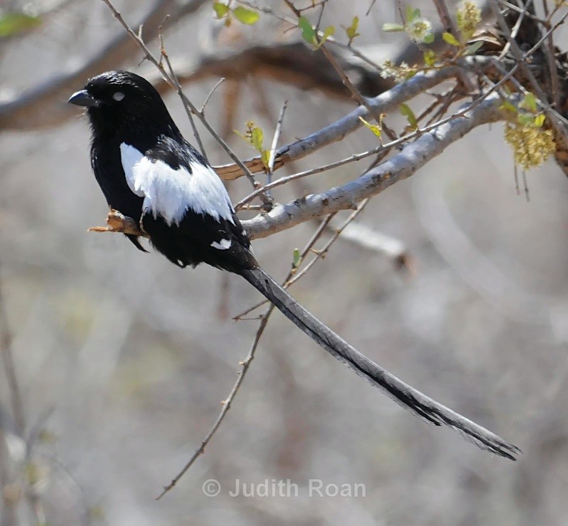 Magpie Shrike - South Africa Birds and Mammals