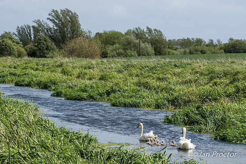 Mute Swans & Cygnets - Broad Water 2020 - No.6 - Nature