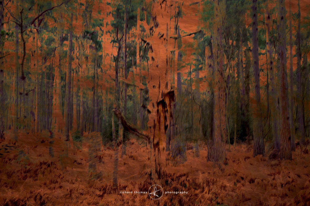 Copperplate forest - ALTERED REALITY