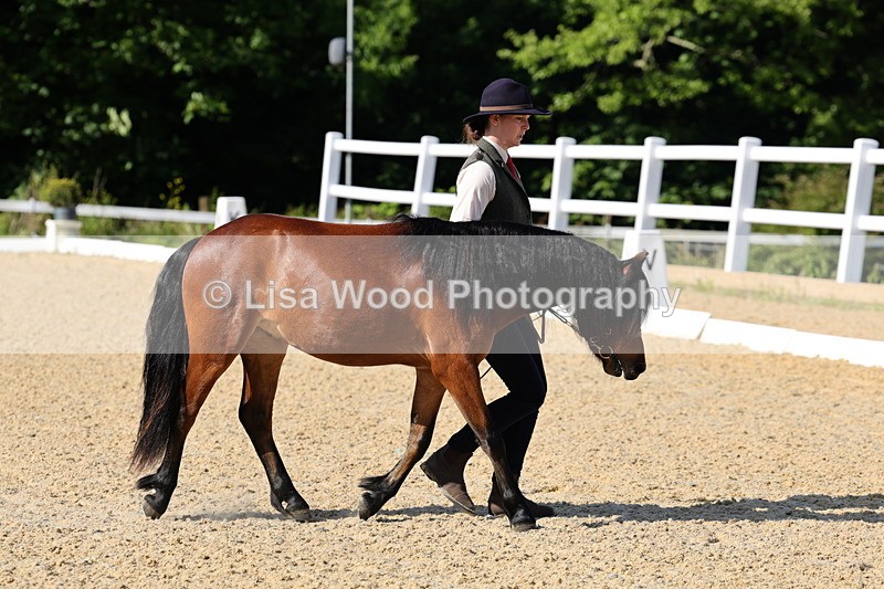 1X9A0631 - Class 3: Youngstock 1, 2, 3 year old not to exceed 153cm