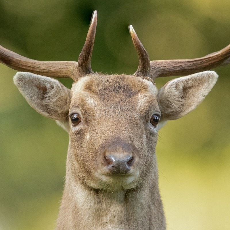 Fallow Deer SD2539 - Greeting Cards