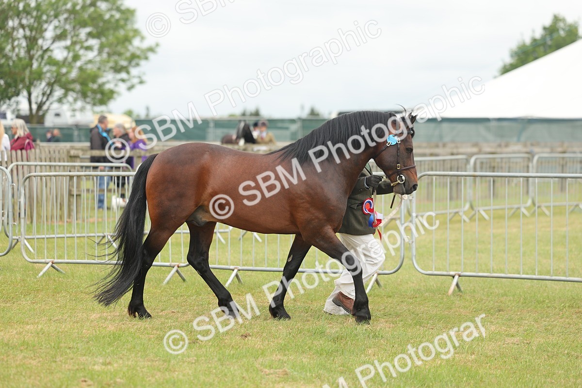SBM_05068 - Class 50-57 - M&M Welsh Pony In Hand