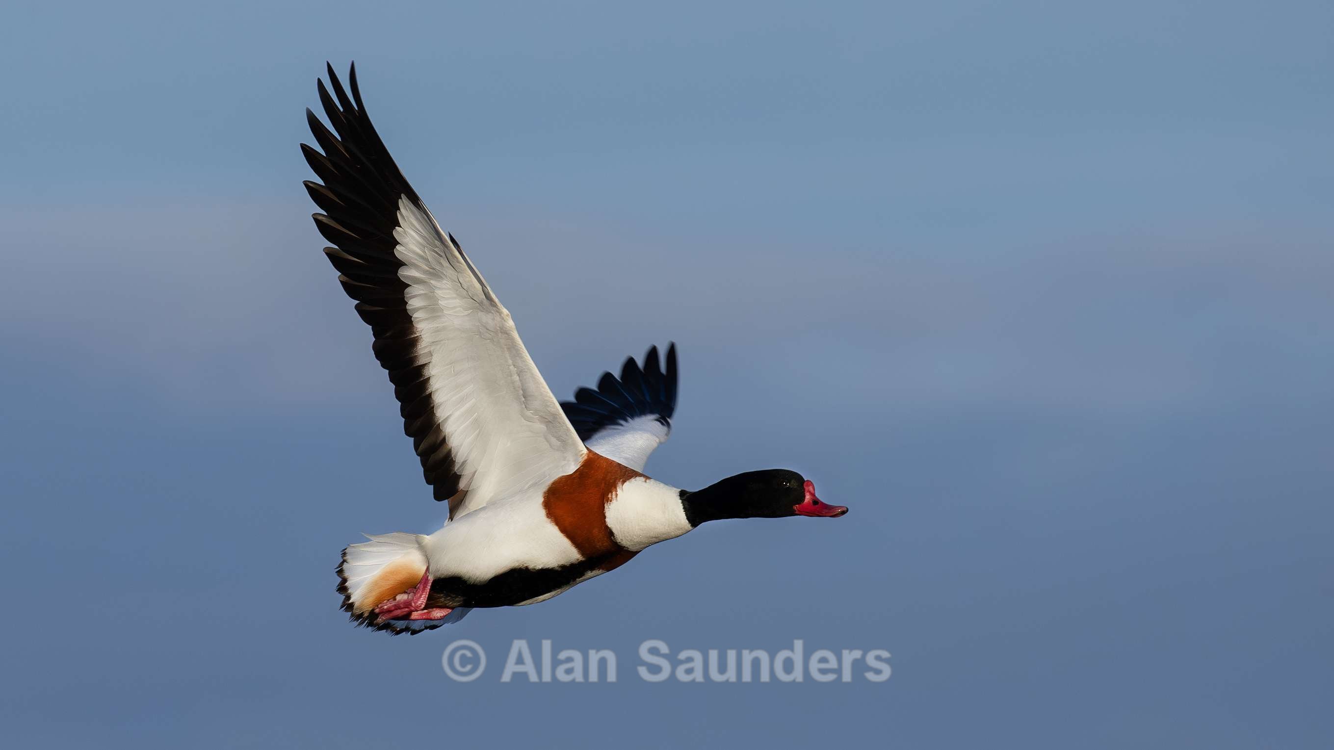 Shelduck 8