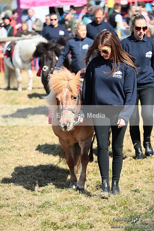 Shet 060426 48 - Shetland Pony Racing Paxford Races Easter Mon 06/04/26