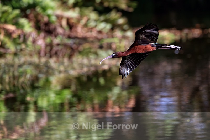 Glossy Ibis swooping low, Wakodahatchee Wetlands, Florida - Glossy Ibis