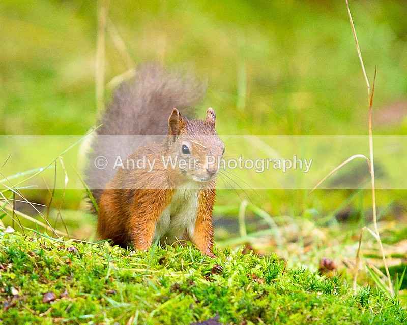 20141010-3K8A6662 - Red Squirrel