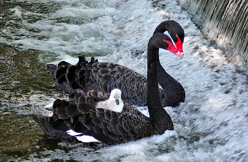 DW37 - Cygnet family enjoying the weir at Dawlish - Greetings Cards Dawlish