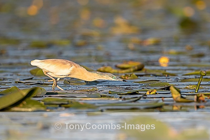 Squacco Heron - Danube Delta