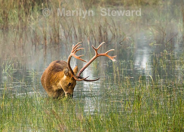 Swamp deer grazing - Exhibition acceptances