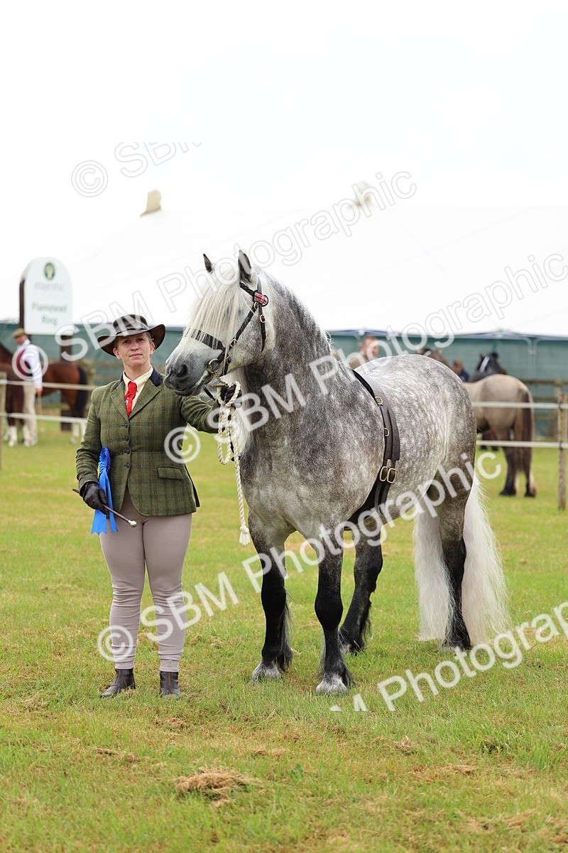 SBM_00571 - Class 58-67 - M&M Non Welsh Pony In hand