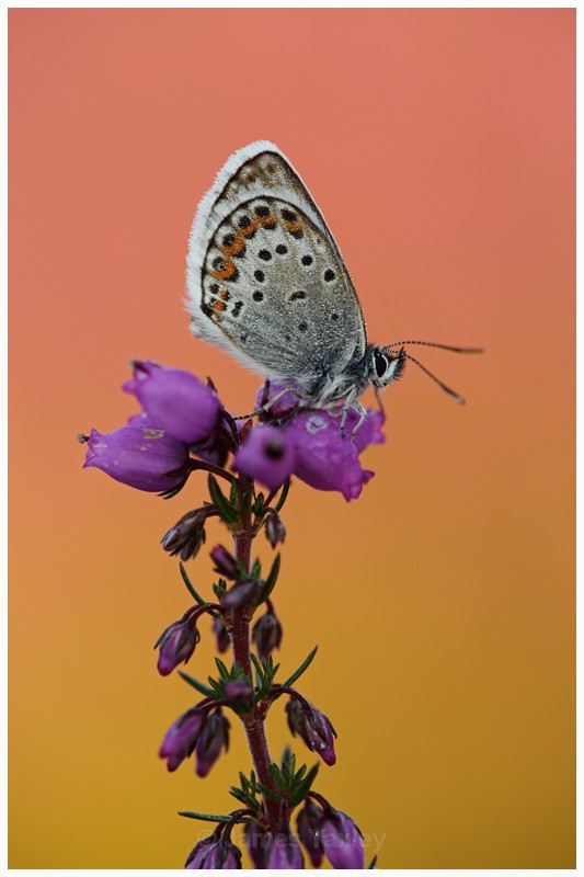 4 - Silver Studded Blue on Purple Bell Heather  - Best of British Wildlife