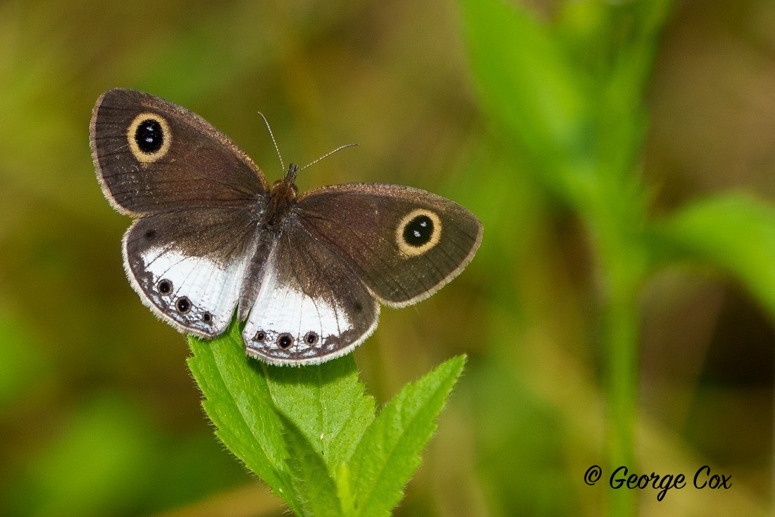 White Four Ring - Sri Lanka
