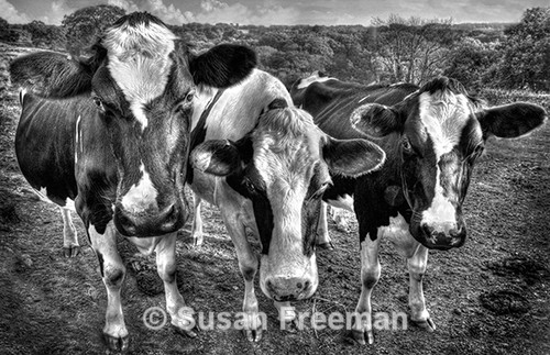 Curious Cows