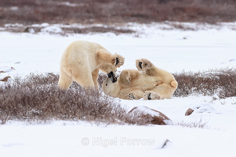 Polar Bear stands over another on ground, Churchill - Polar Bear